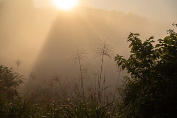 Naklejka premium 朝霧の山の中