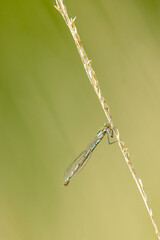 Agrion