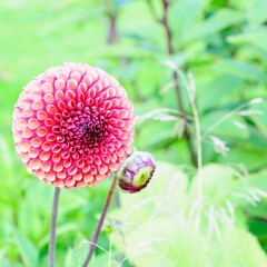 Dahlia