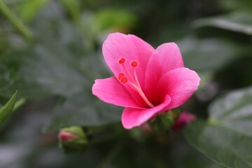 Fototapeta premium pink hibiscus flower in garden