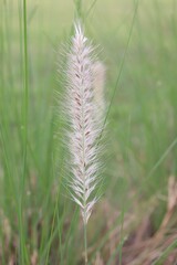 green dwarf foxtail grass flower