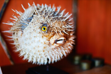 Inflated puffer fish © TravelPhotoBloggers