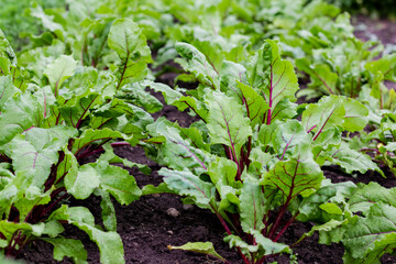 Organic green red young beetroot leaves growing on garden bed. Beets are a source of food for humans and livestock. Macro