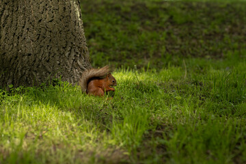 A red squirrel sits near a tree in the park and gnaws on a nut. A treat for squirrels. Squirrel in the park.