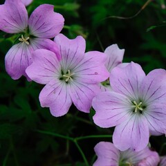 Geranium 'dreamland'