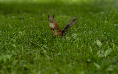 The red squirrel stands on its hind legs in the grass. Squirrel in the summer park on the grass.