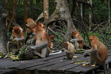 proboscis monkey