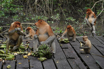 proboscis monkey