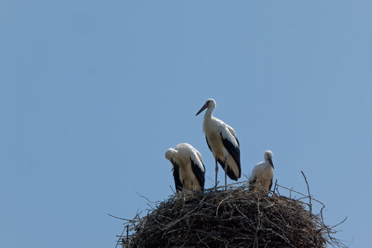 drei Weißstörche im Nest