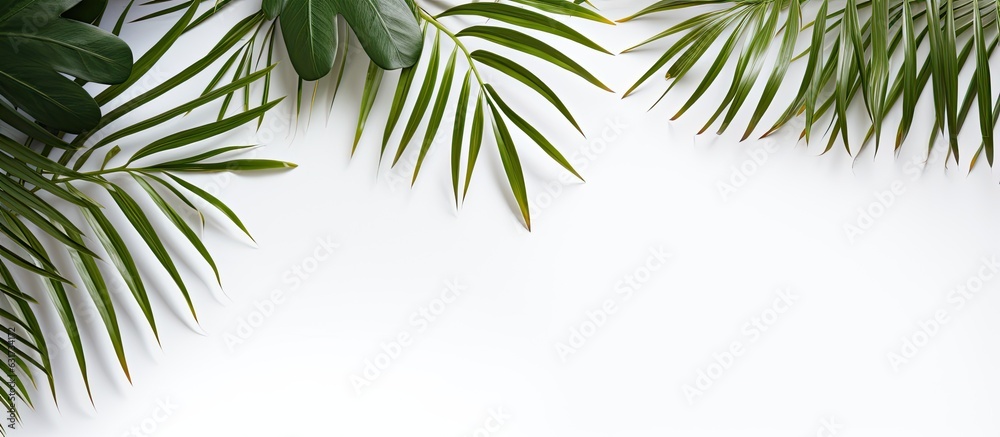 Poster tropical palm leaves placed on a white background, representing the summer concept. is taken from a 