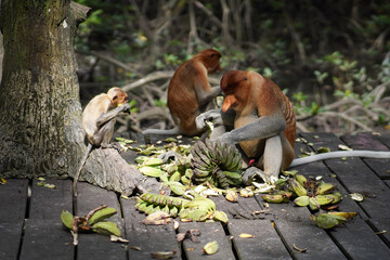 proboscis monkey