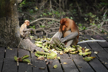 proboscis monkey