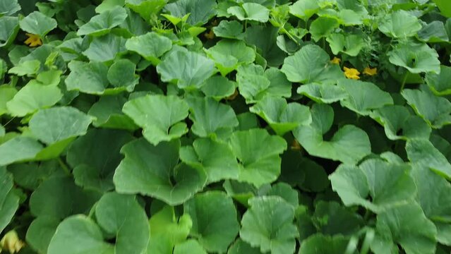 Aerial view of pumpkin plantaion. Top view of big round green leaves