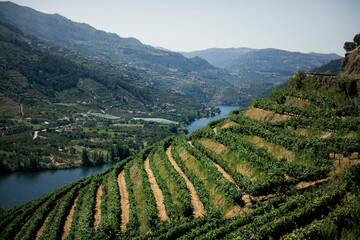 Vineyards in the Douro River Valley, Portugal. - obrazy, fototapety, plakaty