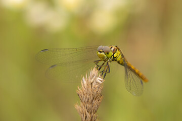 Beautiful nature scene with Vagrant darter (Sympetrum vulgatum). Macro shot of Vagrant darter (Sympetrum vulgatum) on flower.
