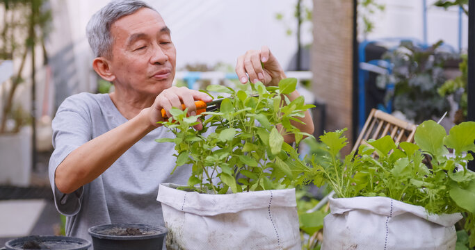 Happy retired man spending time planting plants at home. An elderly Asian man gardening at home.