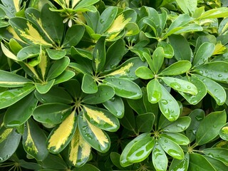 Closeup of Schefflera leaves with raindrops on them