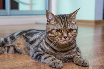 sad cat lies on the floor, scottish straight cat