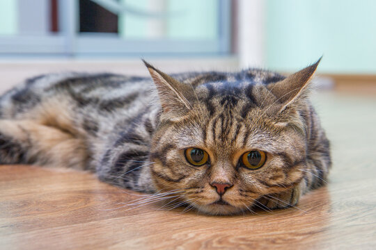 sad cat lies on the floor, scottish straight cat
