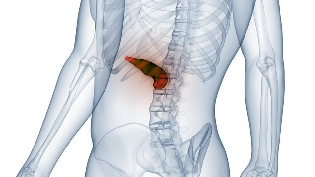 Human Internal Organ Pancreas Anatomy Animation Concept