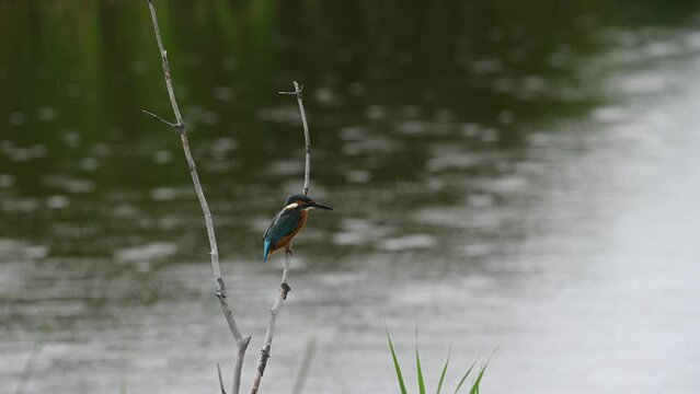 One blue and orange common kingfisher perching on branch. Alcedo atthis in the rain with wind. Eurasian kingfisher. River kingfisher in Switzerland. Real time.