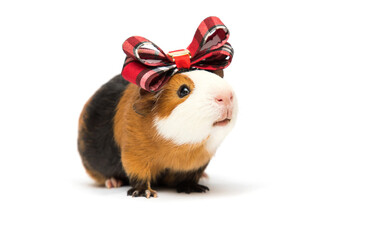 guinea pig with a bow on a white background