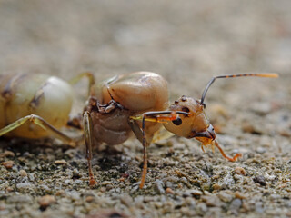 Weaver Ant, Asiatische Weberameise (Oecophylla smaragdina)