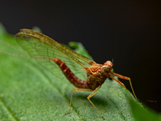 Mayfly on mint plant leaf 