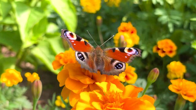 A butterfly sits on a flower. An insect pollinates a flower. It flaps its wings. Sunny summer, autumn day. Close-up.