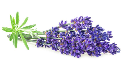 Bunch of lavender flowers and green leaves isolated on a white background