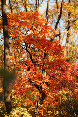 Autumn. Multicolored maple leaves lie on the grass.