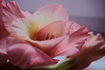 Obraz na płótnie Canvas volume and airiness of gladiolus flowers