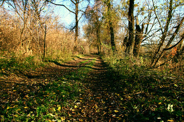 Landscape of wildlife with a path covered with fallen leaves