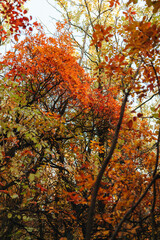 Autumn. Multicolored maple leaves lie on the grass.