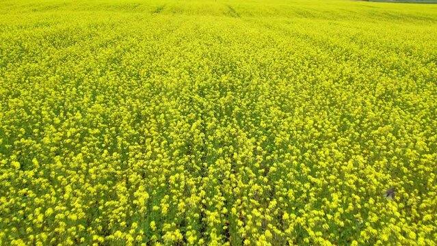 Agricultural field with flowering crops. Rapeseed season. The drone is flying over the field. Aerial view. Field with a yellow bloom