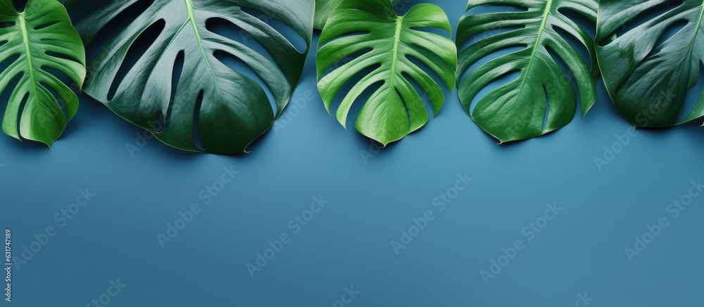 Aufkleber monstera leaves arranged on a blue background. is taken from a top-down perspective with empty space
