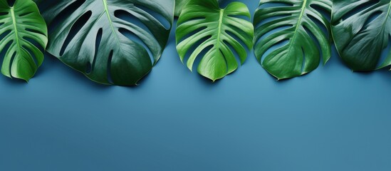 Monstera leaves arranged on a blue background. is taken from a top-down perspective with empty space around the leaves. summery background with a natural theme showcasing creative minimalism and