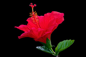 Fototapeta premium Big red hibiscus flower