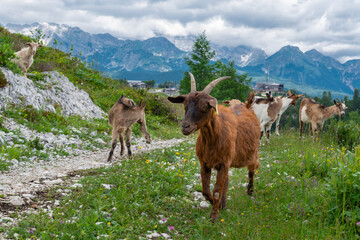 Herd of goats on alpine trail