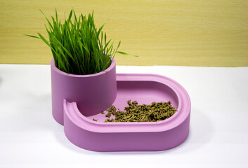 bowl for cats with grass, bowls with cat food and water for pets on the floor of the house. Fresh green dog grass in a white bowl. The concept of vitamins, feeding and care for pets.