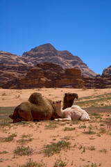 Two dromedary camels, a mother and a white fluffy baby. Wadi Rum Desert in Southern Jordan