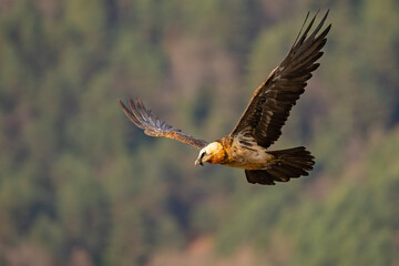 orłosęp, orłosęp brodaty (Gypaetus barbatus)