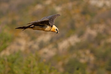 orłosęp, orłosęp brodaty (Gypaetus barbatus)