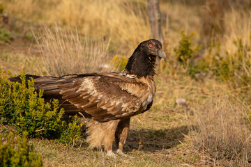 orłosęp, orłosęp brodaty (Gypaetus barbatus)