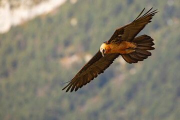 orłosęp, orłosęp brodaty (Gypaetus barbatus)