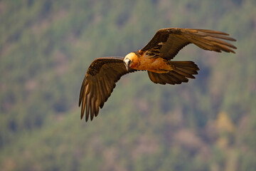 orłosęp, orłosęp brodaty (Gypaetus barbatus)