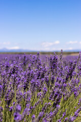 Naklejka premium Campos de lavanda
