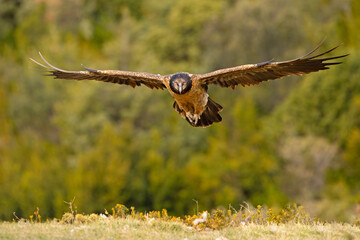 orłosęp, orłosęp brodaty (Gypaetus barbatus)