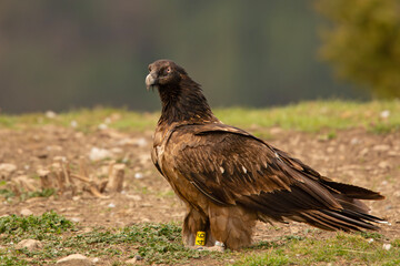 orłosęp, orłosęp brodaty (Gypaetus barbatus)