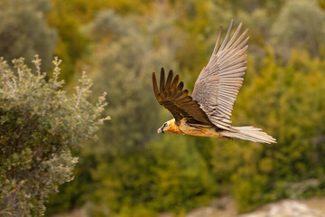 orłosęp, orłosęp brodaty (Gypaetus barbatus)